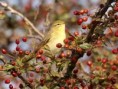 /album/my-local-birding-gallery/willowe-warbler-at-dewsbury-sf-sept-2010-jpg/